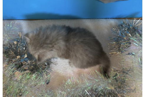 成約済の大阪府のペルシャ-68367の5枚目